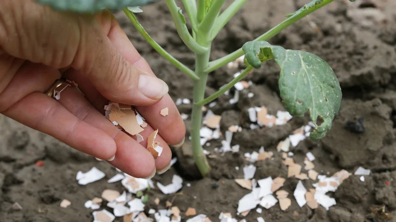 When To Crush Vs Blend Eggshells Before Using Them In The Garden