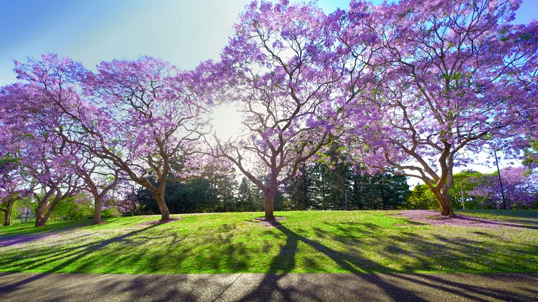 When To Expect Your Purple-Flowering Jacaranda Trees To Bloom
