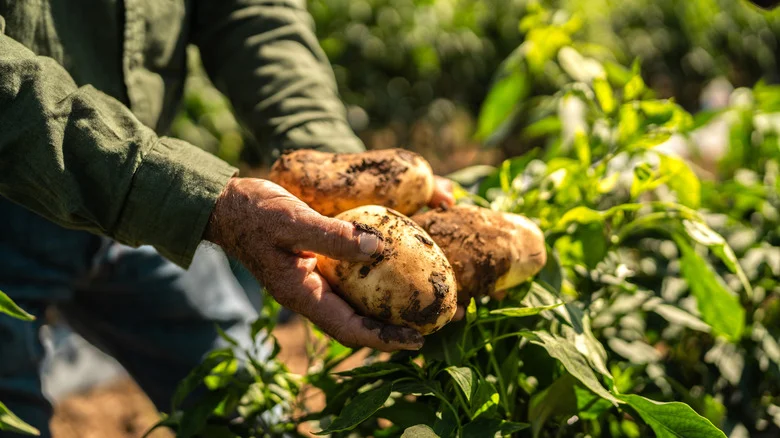 When To Plant A Second Crop Of Seed Potatoes In Summer