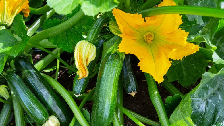 When To Plant Zucchini For A Late Summer Harvest