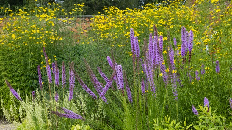 When To Prune Blazing Star (& Other Winter Care Tips)