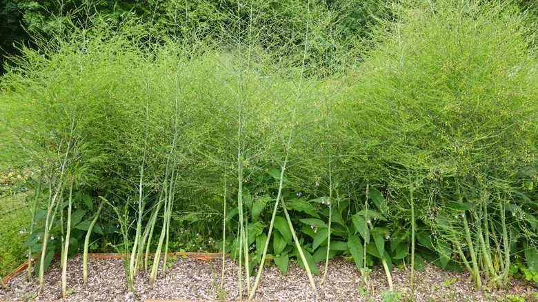 When To Prune Your Asparagus Tops (And Common Mistakes To Avoid)