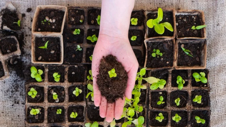 When To Use Seeds Vs. Seedlings Based On Your Gardening Goals