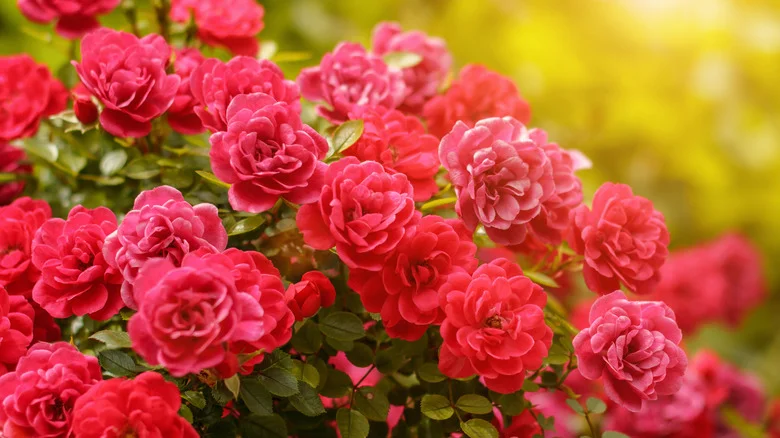 When Will Your Roses Bloom In Your Garden?