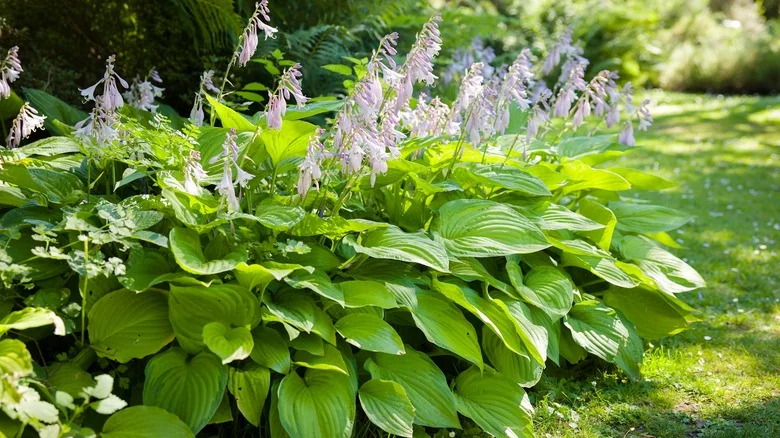 When You Should & Shouldn’t Deadhead Hosta Flowers