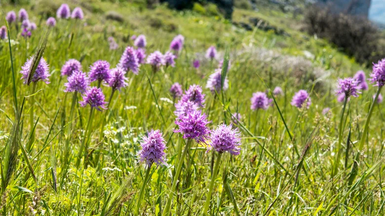 Where The Naked Man Orchid Plant Got Its Cheeky Nickname (& Where To Grow Them)
