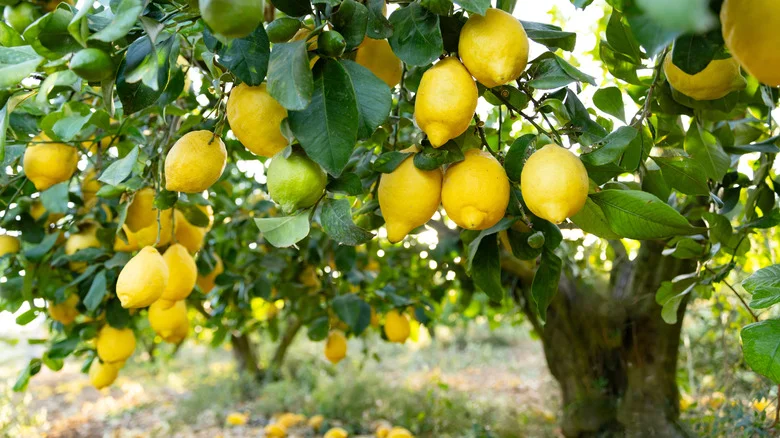 Where To Plant A Citrus Tree For Healthier Fruit Production