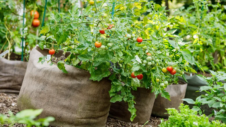 Which Amazon Tomato Grow Bag Is Worth Buying, According To Reviews