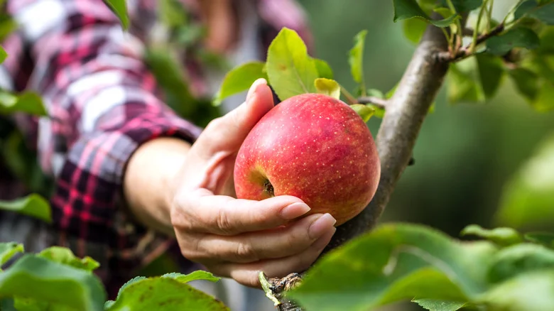Which Apple Blossom Flowers Are Going To Produce The Largest Fruit In Your Garden?