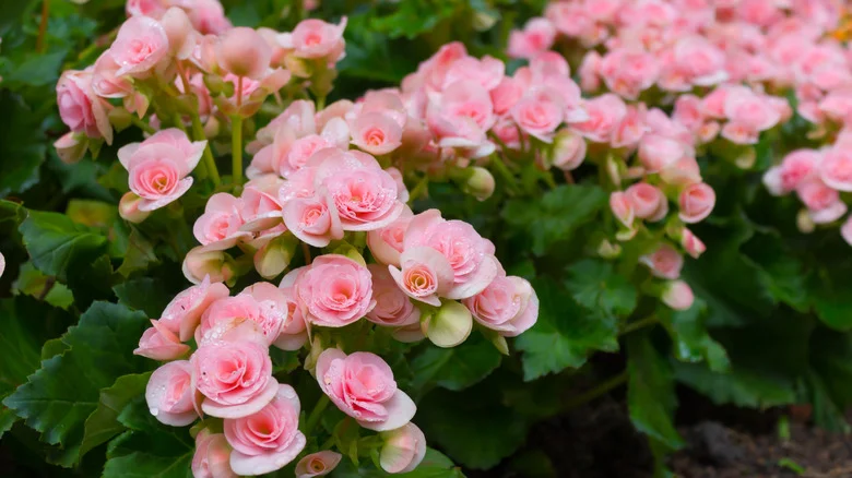Which Begonia Flowers Are Invasive And Which Make A Beautiful Addition To The Yard