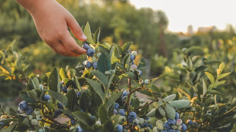 Which Birds Are Most Likely To Try To Eat Your Garden Berries?