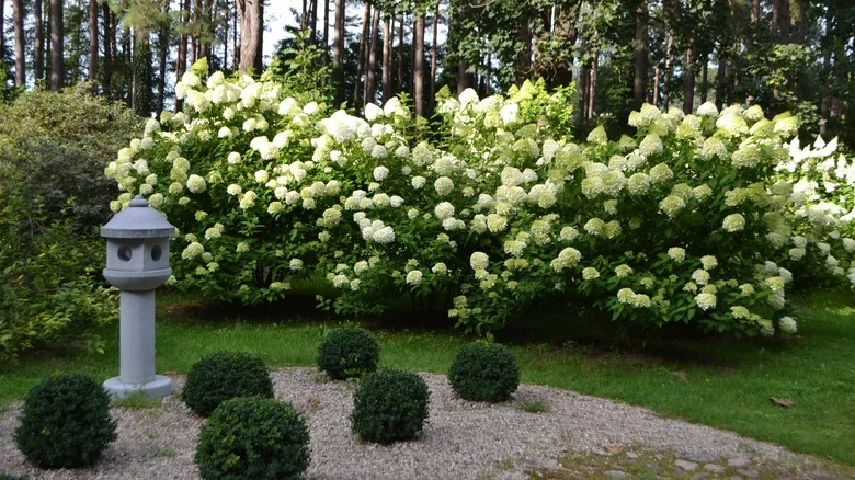 White Hydrangea Varieties You’ll Dream To Have In Your Garden