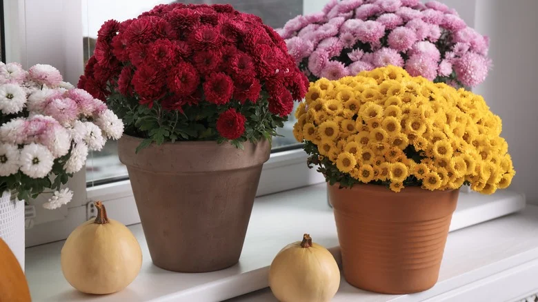 Why A Chrysanthemum Might Not Be The Ideal House Plant