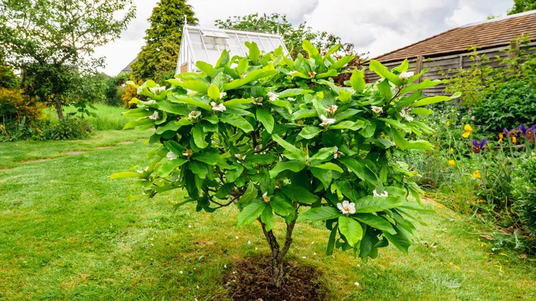 Why A Dwarf Mulberry Tree Can Be Deceiving To Gardeners