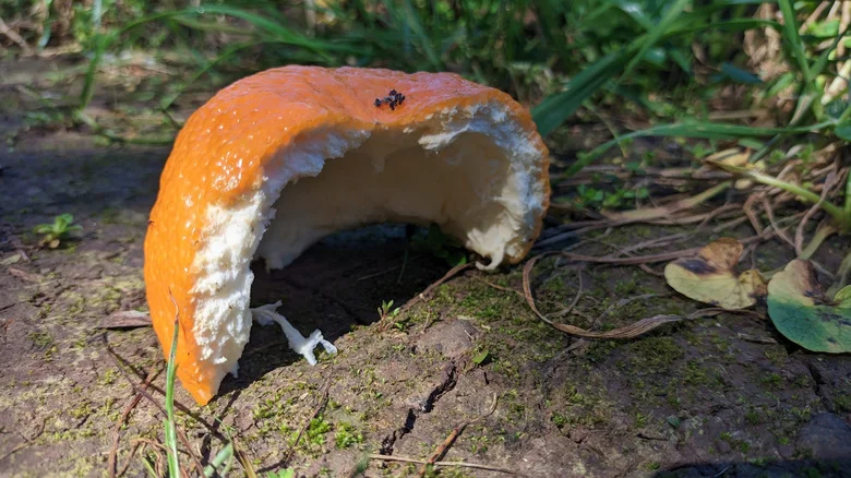 Why A Sprinkle Of Orange Peels In The Garden Is The Secret To A Happy, Fragrant Garden
