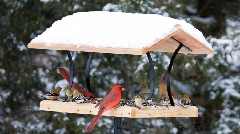 Why A Tray Bird Feeder Is Easier To Clean & Attracts Multiple Feathered Friends