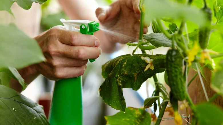 Why Adding Epsom Salt Will Help Your Cucumbers Thrive