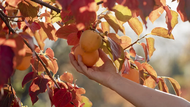 Why Are People Using Persimmon Seeds To Predict The Weather & Does It Really Work?
