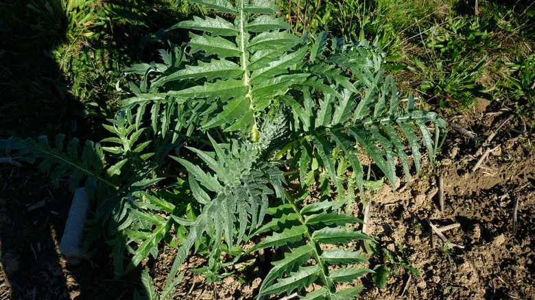 Why Artichoke’s Cousin Would Be A Great Addition To Your Veggie Garden