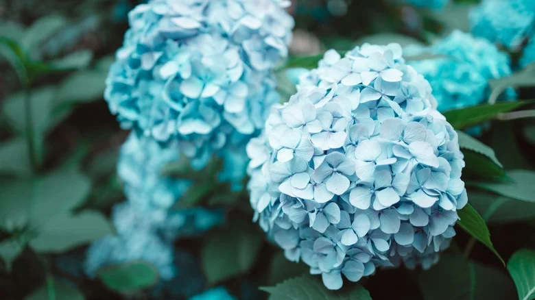 Why Azaleas And Hydrangeas Are A Perfect Pair In Your Garden