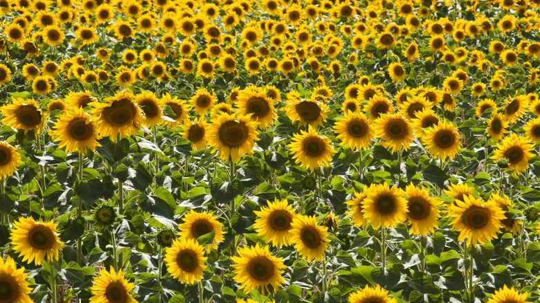 Why Beautiful Wild Sunflowers Are Actually Considered Weeds