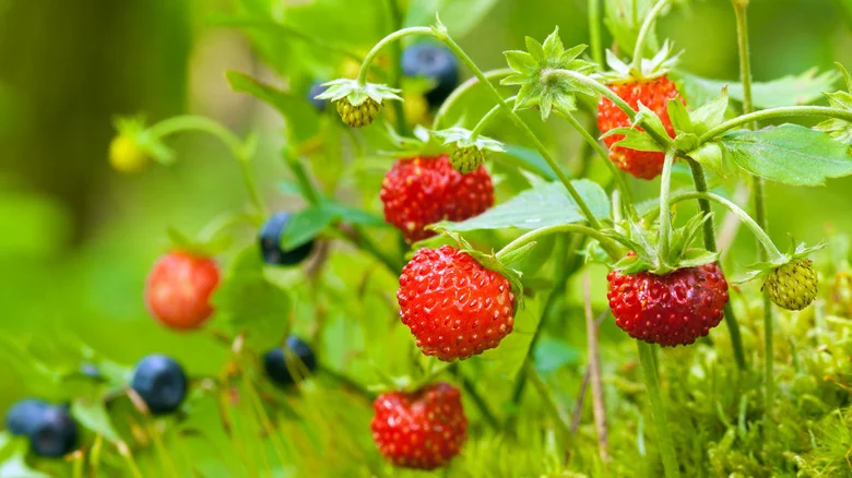 Why Blueberry And Strawberry Plants Are Excellent Garden Companions