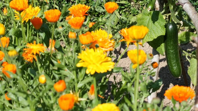 Why Cucumbers And Marigolds Are The Perfect Companions In The Garden