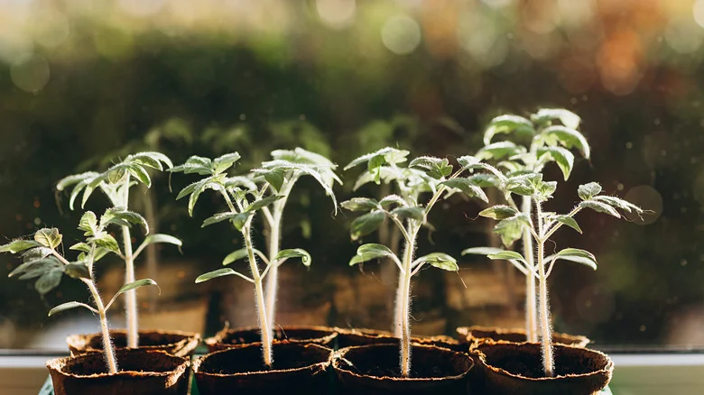 Why Cutting The Top Off Your Tomato Plants Is The Best Hack