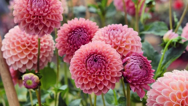 Why Dahlias And Sunflowers Are Not A Good Match In The Garden