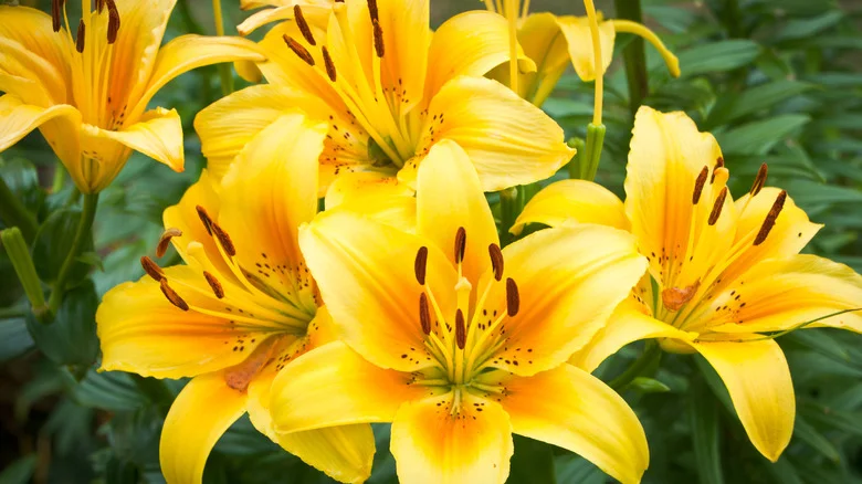 Why Daylilies Are The Perfect Pair For Your Spring Bulbs