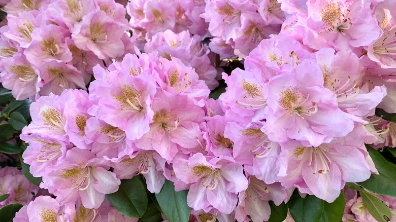 Why Do People Add Coffee Grounds When Growing Rhododendrons & Should You Try It?