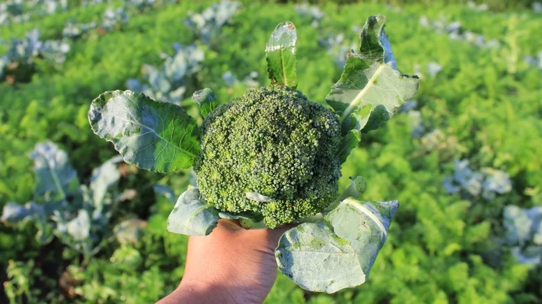 Why Do People Add Eggshells When Growing Broccoli & Should You Try It?