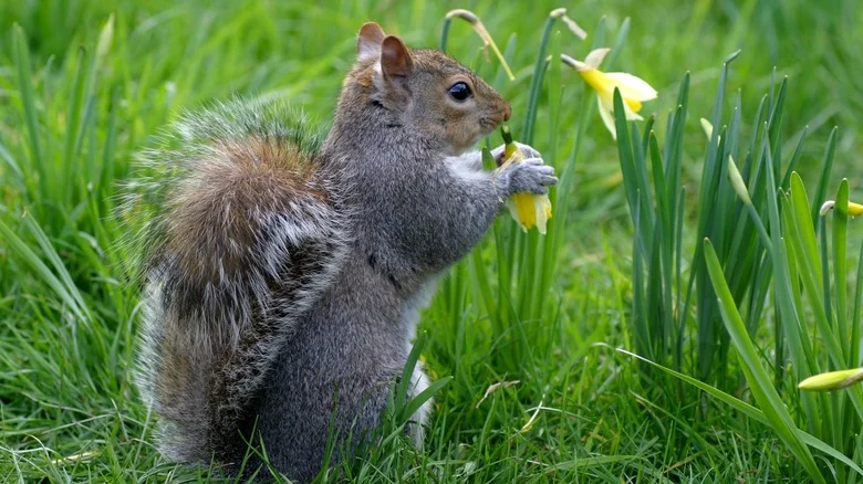 Why Do People Plant Daffodils To Keep Squirrels Out Of The Garden & Does It Work?