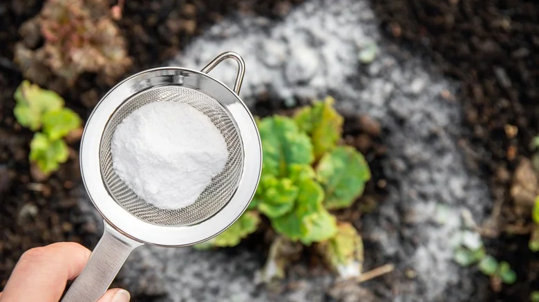 Why Do People Use Baking Soda To Deter Chipmunks & Does It Actually Work?