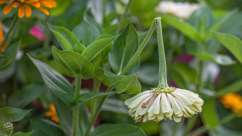 Why Do People Use Cinnamon To Fix Broken Plant Stems & Does It Work?