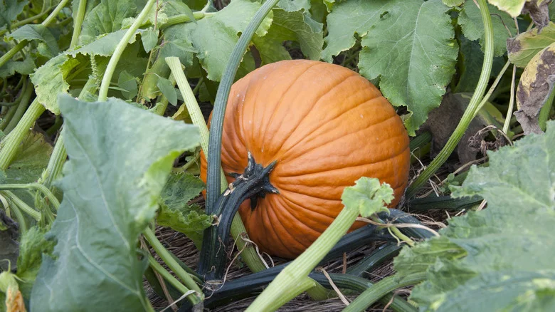Why Do People Use Coffee Grounds When Growing Pumpkins & Should You Try It?