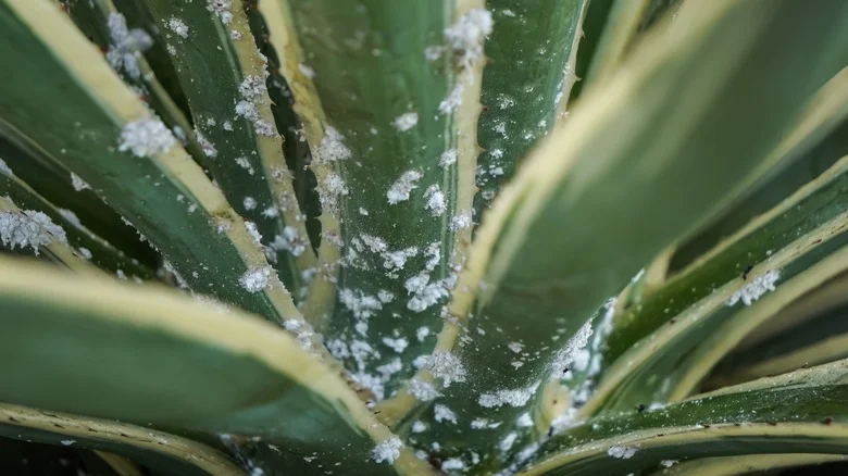 Why Do People Use Hydrogen Peroxide To Treat Mealybugs & Does It Actually Work?
