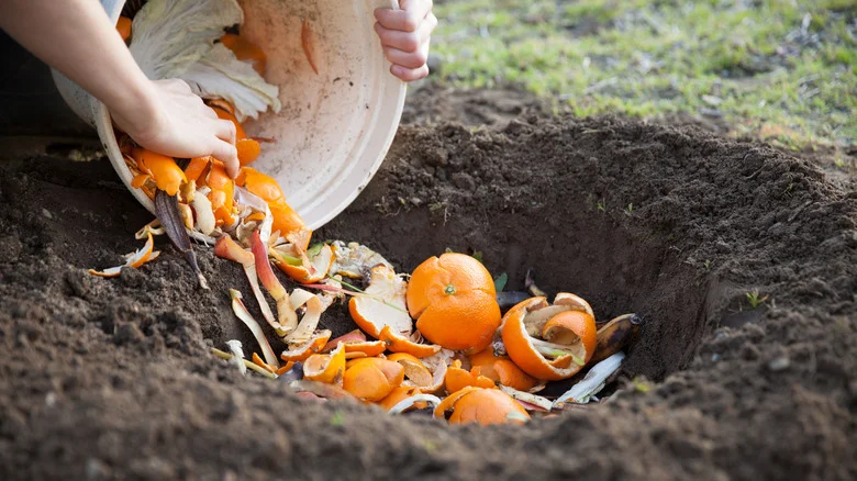 Why Do People Use Orange Peels In The Garden, And Can They Help Plants Grow?