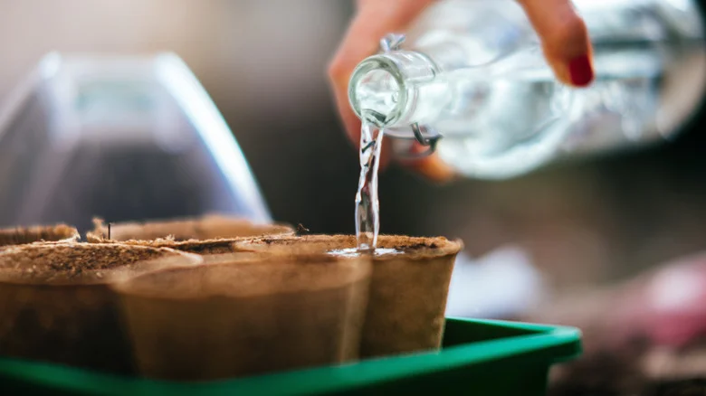 Why Do People Water Seeds With Warm Water & Should You Try It?