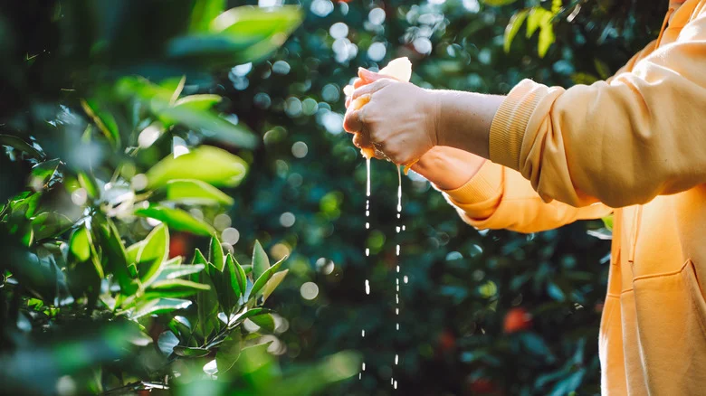 Why Do Some Gardeners Feed Orange Juice To Their Plants & Should You Try It?