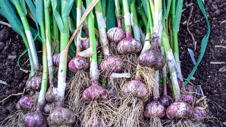 Why Fall Is The Perfect Season To Start Planting Your Own Garlic