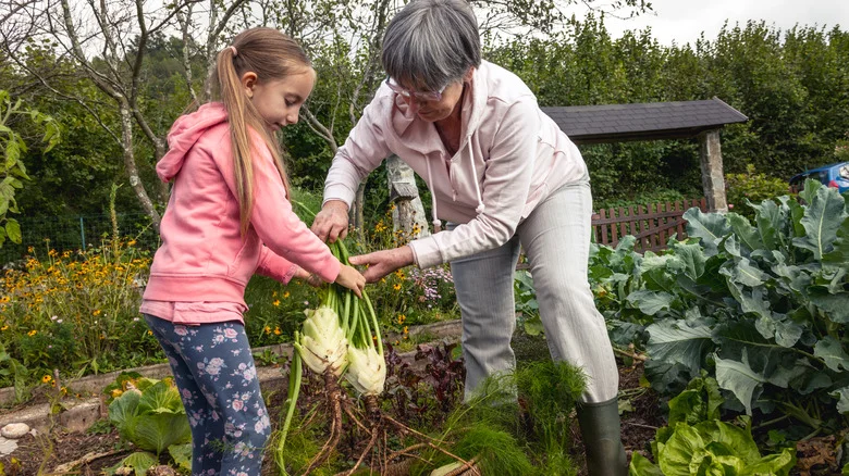 Why Fennel And Garlic Aren’t Companion Plants In The Garden
