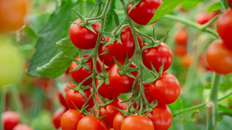 Why Fermenting Tomato Seeds Is A Great Idea For A Successful Harvest