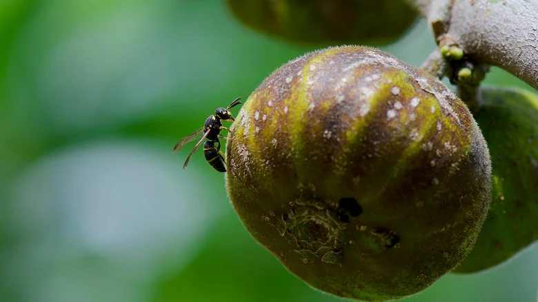 Why Fig Trees Are Notorious For Attracting Wasps