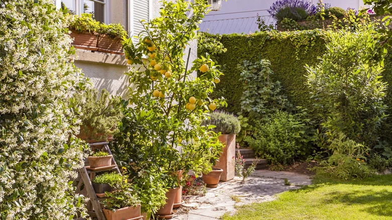 Why Forgetting To Thin Out Your Citrus Tree’s Fruit Could Result In Disappointment