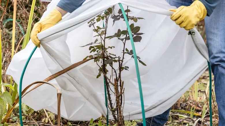 Why Garbage Bags Won’t Protect Your Plants From Frost (& What To Do Instead)