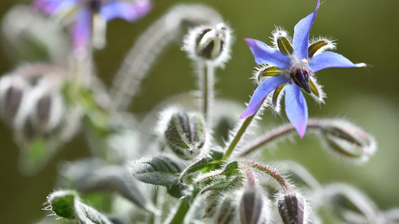 Why Gardeners Always Plant Borage Next To Their Cucumbers