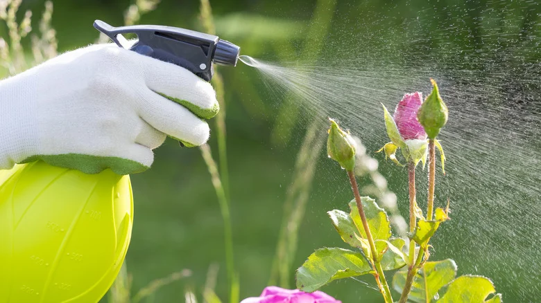 Why Gardeners Are Adding Baking Soda To Their DIY Gnat Spray (And Does It Work?)