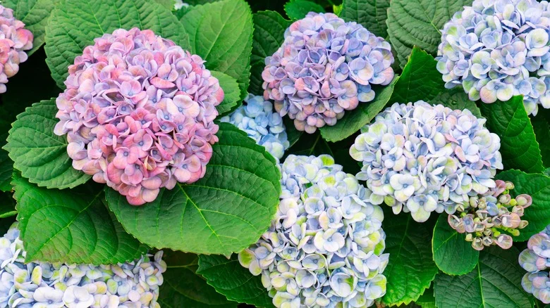 Why Gardeners Are Burying Banana Peels With Their Hydrangeas (& Should You Try It?)