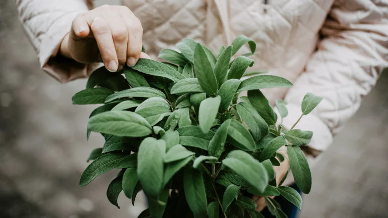 Why Gardeners Swear By Fragrant Sage To Keep Ants Away (And Does It Work?)